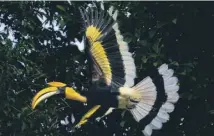  ?? ?? Langkawi island, main; a great hornbill in flight, above