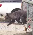  ??  ?? ‘Invasión’. La falta de agua y comida obliga a los osos a bajar a la zona urbana.