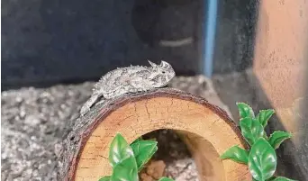  ?? Kirk Sides/Staff photograph­er ?? An immature female Texas horned lizard is housed in a holding tank. When mature, she will be placed into the breeding population outside the Delores Fenwick Nature Center in Pearland.