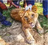  ??  ?? A Palestinia­n veterinari­an holds down the head of the lioness “Falestine” as she is being declawed.