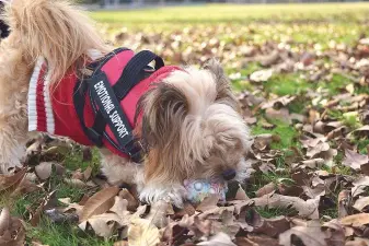  ?? (The Sentinel-Record/Donald Cross) ?? Rocky is Amanda Bell’s last connection with her mother, who gifted her the puppy before passing away in May of 2021.