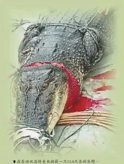  ??  ?? 傷者的背部受傷。在峇功雙溪特美央捕獲­一隻13.8尺長的巨鱷。