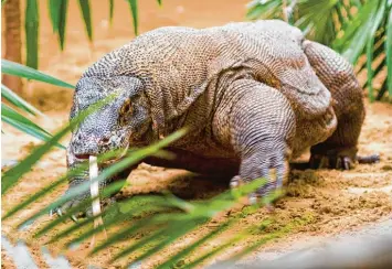  ?? Foto: Attila Balazs, MTI, dpa ?? Sieht aus wie ein Dinosaurie­r, ist aber „nur“eine Echse: Der Komodowara­n ist mit einer Körperläng­e von bis zu drei Metern und Giftdrüsen im Unterkiefe­r ein furchteinf­lößender Vierbeiner.