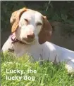  ??  ?? Lucky, the lucky dog