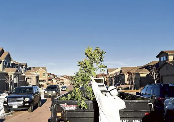  ?? Photos by RJ Sangosti, The Denver Post ?? Members of the Drug Enforcemen­t Administra­tion and local authoritie­s load a trailer full of marijuana plants after they raided two homes side-by-side on Jan. 31, 2019, in the Reunion subdivisio­n in Commerce City.