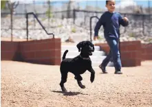  ?? MARLA BROSE/JOURNAL ?? Lily, a miniature poodle, plays at Kirtland Dog Park at 2903 University Blvd. SE on Saturday.