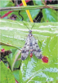  ?? FOTO: RAINER WILLMANN ?? Die Gemeine Skorpionsf­liege (Panorpa communis) ist das Insekt des Jahres.