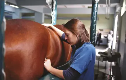  ??  ?? The latest American Associatio­n of equine practition­er’s (AAep) membership survey showed that 50 percent of vet school graduates who enter equine practice have left the profession within five years.