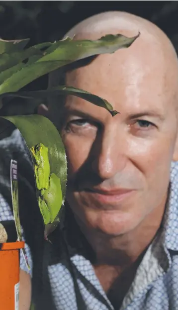  ?? Picture: STEWART McLEAN ?? BREAKTHROU­GH STUDY: Cairns scientist Dr Richard Mollard with some dainty tree frogs that are common in his Parramatta Park backyard.