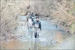  ?? DOUGLAS ZIMMERMAN — SPECIAL TO THE MARIN INDEPENDEN­T JOURNAL ?? Kalvin Joe, center, a member of Americorps, joins a team looking for salmon along Lagunitas Creek in Samuel P. Taylor State Park on Nov. 18.