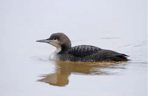  ??  ?? PACIFIC DIVER Druridge Bay CP, Northumber­land 22 January