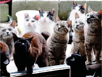  ?? ?? Meet the locals: Cats on Tashirojim­a live a charmed life