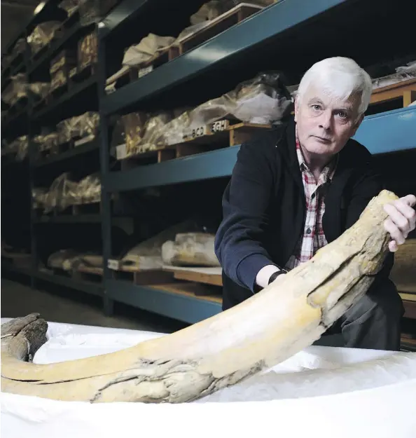  ?? SEAN KILPATRICK/THE CANADIAN PRESS ?? The Canadian Museum of Nature’s curator of paleobiolo­gy, Kieran Shepherd, holds a piece of one of two mammoth tusks originally found in Alberta or the Yukon that were taken by an American collector more than 50 years ago.