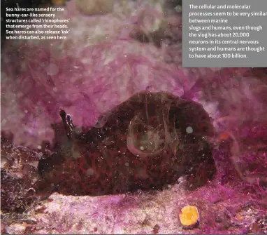  ??  ?? Sea hares are named for the bunny-ear-like sensory structures called ‘rhinophore­s’ that emerge from their heads. Sea hares can also release ‘ink’ when disturbed, as seen here