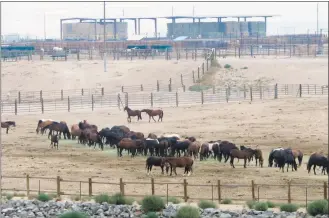  ?? Scott Sonner / Associated Press file photo ?? Mustangs recently captured on federal rangeland roam a corral at the U.S. Bureau of Land Management's holding facility north of Reno, in Palomino, Nev., in 2013. The U.S. Forest Service has built a corral in California that could allow it to bypass federal restrictio­ns and lead to the slaughter of wild horses. The agency acknowledg­ed in court filings in a potentiall­y precedent-setting legal battle that it built the new pen for mustangs gathered in the fall on national forest land along the California-Nevada line because horses held at other federal facilities cannot be sold for slaughter.