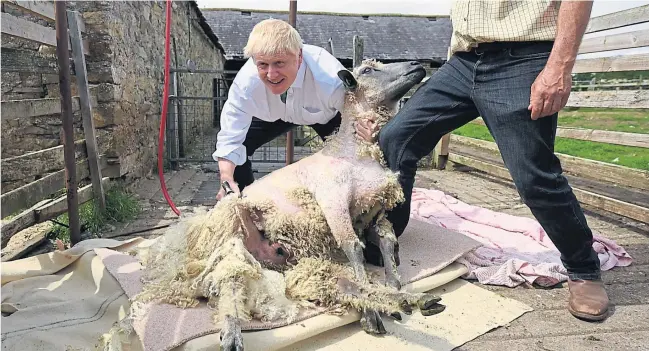  ?? [ AFP ] ?? Showman Boris Johnson. Der Favorit für den Posten des neuen Chefs der Konservati­ven und damit auch der britischen Regierung lässt sich beim Schafesche­ren fotografie­ren.