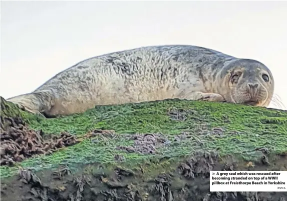  ?? RSPCA ?? &gt; A grey seal which was rescued after becoming stranded on top of a WWII pillbox at Fraisthorp­e Beach in Yorkshire