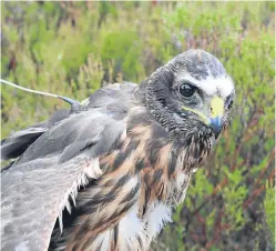  ?? Picture: PA. ?? Hen harrieers are being fitted with satellite tags.