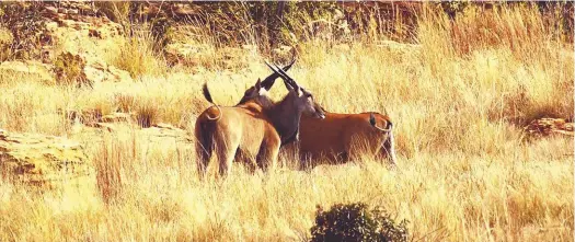  ??  ?? Two eland cows relaxing in the sun on the farm.