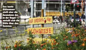  ?? ?? Das bunte Blütenmeer stellt eher die Ausnahme dar, in der Regel verteilt sich die Blüte über den Sommer.