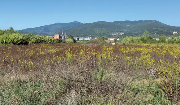  ??  ?? Una immagine della zona limitrofa all’aeroporto di Peretola dove si trovava il laghetto ora prosciugat­osi (foto Santoni /Sestini)