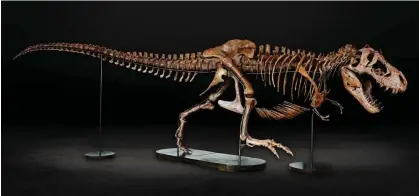  ?? ?? Barbara the T rex on display at the Auckland museum. Photograph: Auckland Museum