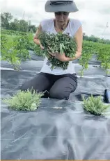  ??  ?? La chef Fisun Ercan a acheté une fermette à Saint-Blaise-sur-Richelieu, en Montérégie, pour cultiver ses propres légumes et les servir dans ses plats d’influence turque au Restaurant Su, à Montréal.