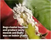  ??  ?? Bugs cluster together and produce sooty moulds and fluffy wax on indoor plants