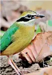  ?? Pic by Mohan Hathnapiti­ya ?? The Indian Pitta arrives here late October to early November.