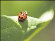  ?? CINDY YAMANAKA — STAFF PHOTOGRAPH­ER ?? Native plants can provide food and shelter for ladybugs and other predators that keep destructiv­e insects under control.