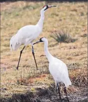  ?? Kim Hairston Baltimore Sun ?? A PAIR of whooping cranes at Patuxent. Ultralight aircraft will no longer be used to lead migrations.