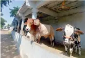  ??  ?? Top: The entrance to the temple. Below: The cowshed