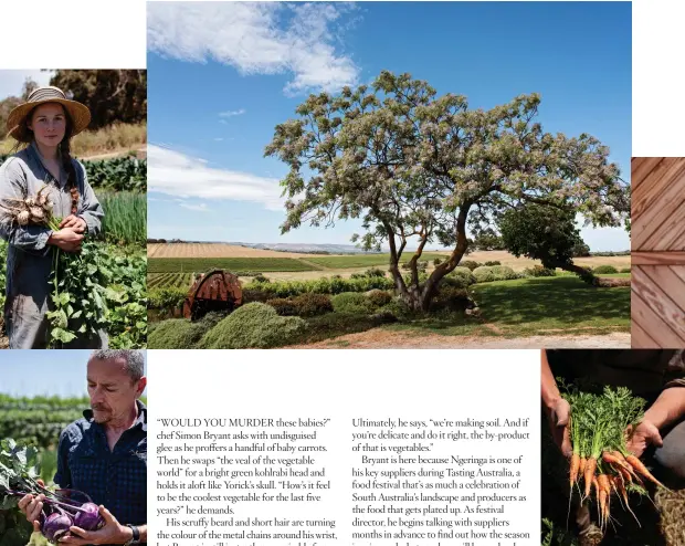  ??  ?? FROM TOP: Ngeringa Vineyards has a thriving vegetable patch; McLaren Vale winery, Coriole; Chef Simon Bryant handles vegetables with care. OPPOSITE: Happy sheep on Thornby farm.