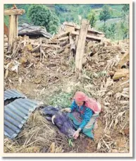  ?? PHOTO: PRASHANT
VISHWANATH­AN VIA NEPAL PHOTO PROJECT ?? (Left) Sundaya Tamang, 72, with her injured cow. Aside from the emotional toll, the loss of livestock stands to leave many victims poorer financiall­y too.