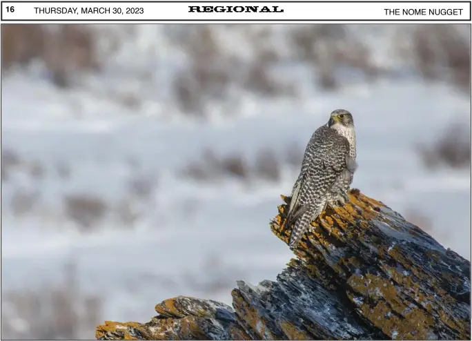  ?? Photo by Kate Persons ?? SOAKING UP THE SUN— A gyrfalcon was perched on a rock outcrop of its future nesting cliff, enjoying the morning sun on a subzero day.