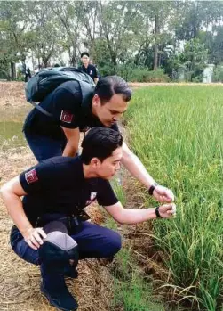  ??  ?? PENUNTUT LARM teruja melihat hasil padi antara tanaman penting bagi masyarakat Thailand.