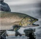  ??  ?? GLOOMY FORECAST: Persisting warm conditions could hurt new salmon crops.