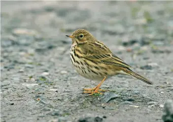  ?? ?? TWO: Meadow Pipit (Seaforth, Lancashire, 26 January 2013). This Meadow Pipit shows the species’ characteri­stic rather small-bodied, round-headed and frail appearance, thin, spiky bill and, just visible here, very long hind claws, an adaptation to a life spent mainly on the ground. The underparts streaking is typical of Meadow Pipit – well broken lines down the flanks which are similar in their prominence to the streaks on the breast. The face pattern of Meadow Pipit also repays attention – here typically dominated by the whitish eyering and with slightly pale-centred ear coverts.