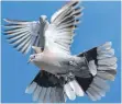  ?? FOTO: FELIX KÄSTLE ?? Die Stadtverwa­ltung von VillingenS­chwenninge­n geht gegen die Tauben, auch auf Privatgrun­dstücken, vor.