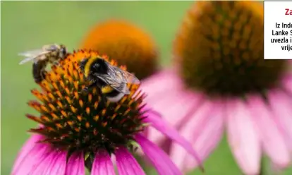  ?? ?? U prirodi nema dovoljno bumbara, a i brojnost pčela je sve manja, pa će oplodnja postati ozbiljan problem u budućnosti