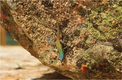  ??  ?? A lizard crawls near the burial site of Cecil John Rhodes at Matobo National Park in Zimbabwe. The remains of British imperialis­t Cecil John Rhodes lie under a slab of stone atop a granite hill in Zimbabwe, largely unscathed by political ferment over a...