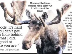  ??  ?? Moose on the loose: Philippa had a scary run in with one of the locals