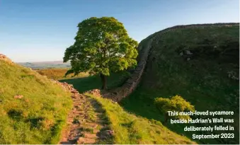  ?? ?? This much-loved sycamore beside Hadrian’s Wall was deliberate­ly felled in September 2023