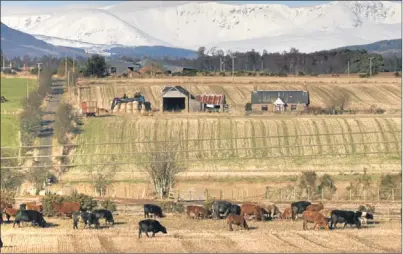  ?? Picture: Kris Miller. ?? Cattle graze near Forfar, with the snow-covered mountains around Glen Clova in the background. Scotland’s total income from farming last year is likely to be the second highest in a decade.