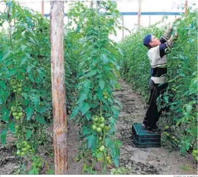  ?? DIARIO DE ALMERÍA ?? El campo almeriense pide a Gobierno y Europa regular las importacio­nes desde Marruecos.