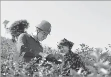  ?? WU AILING / FOR CHINA DAILY ?? A technician of the local power supply company of State Grid Corp of China provides power usage guidance to a tea grower in Lishui, Zhejiang province.