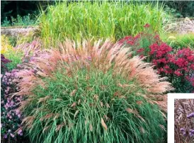  ??  ?? Miscanthus sinensis ‘Adagio’ with asters (left); the bleached seed heads complement Verbena bonariensi­s (below)