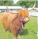  ??  ?? More than 1,200 head of livestock will compete in around 340 classes while other competitor­s vie for prizes in cooking and handicraft­s at the Perth Show.