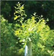  ?? SUSAN E. MIERS SMITH — MEDIANEWS GROUP ?? An oak tree planted this spring pokes out from its protective tubing. Berks Nature is planting a total of 85 trees on a nearly 30-acre lot along Mohrsville Road in Ontelaunee and Perry townships that it is turning into a public access preserve.