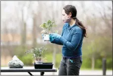  ??  ?? Education Manager Krystal Gallagher picks up a plant to hand to a customer during a drive-thru sale on April 4, at Gorman Heritage Farm in Evendale, Ohio. The non-profit educationa­l farm is closed to the public, but is an essential business producing food. (AP)